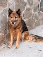 HzH-MIMI, klein herderdametje zoekt lieve baasjes, Dieren en Toebehoren, Honden | Herdershonden en Veedrijvers, 6 jaar of ouder