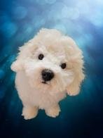 Klein blijvend hondje de Bichon Frisé +Stamboom, Dieren en Toebehoren, Honden | Chihuahua's en Gezelschapshonden, Reu, CDV (hondenziekte)