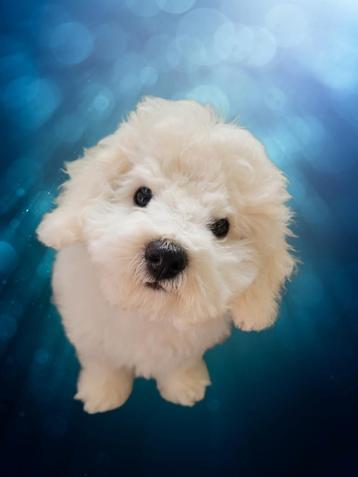 Klein blijvend hondje de Bichon Frisé +Stamboom beschikbaar voor biedingen