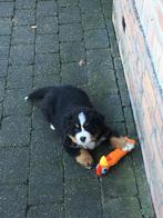 Oppas voor de hond tijdens de vakantie, Januari, Meerdere dieren