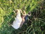 Gezocht weiland schapen Westervoort/Duiven, Dieren en Toebehoren, Stalling en Weidegang, Weidegang