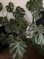 Monstera Deliciosa, gatenplant. 3 jaar oud met rieten mand!, 100 tot 150 cm, Ophalen of Verzenden