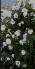 Hibiscus tuinplant, Ophalen, Overige soorten, Halfschaduw