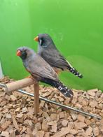 Te koop koppel charcoal man split charcoal masker van 2024, Dieren en Toebehoren, Vogels | Overige Vogels, Meerdere dieren