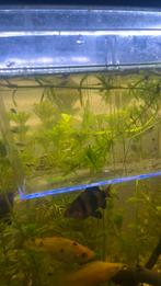 Baby hoogvinkarpers 2 weken oud, Overige typen, Zoetwatervis, Schoolvis