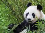ouwehands dierenpark 4 kaarten voor 60 euro, Tickets en Kaartjes, Drie personen of meer, Ticket of Toegangskaart