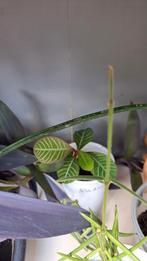 Madagascar Jewel, Ophalen, Overige soorten, Minder dan 100 cm