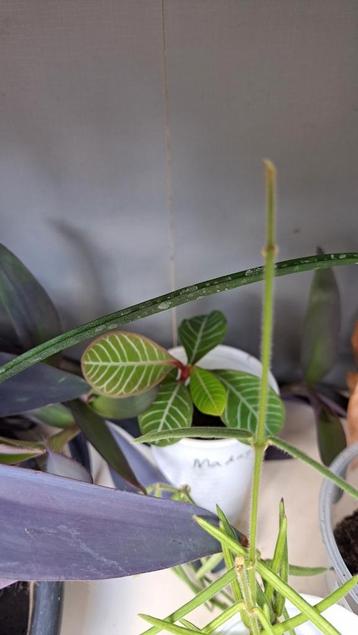 Madagascar Jewel beschikbaar voor biedingen