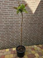 Rhus typhina – Fluweelboom, Overige soorten, Ophalen, Volle zon