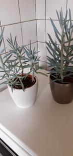 2 grijze planten, Ophalen, Halfschaduw, Minder dan 100 cm