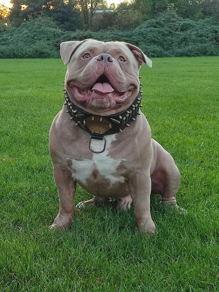 American Bully bewezen dekreu!, Dieren en Toebehoren, Honden | Dekreuen, Reu, Particulier, Eén hond, Nederland, 3 tot 5 jaar, CDV (hondenziekte)