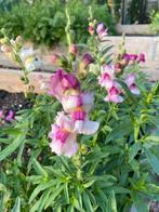 Leeuwenbekjes roze/wit, Ophalen of Verzenden, Volle zon