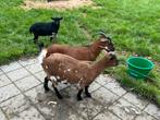 2 mooie drachtige dwerggeitje te koop, Dieren en Toebehoren, Schapen, Geiten en Varkens