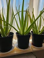 Aloe vera plant, Ophalen of Verzenden