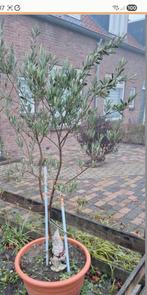 Olijfboom in pot - Prachtige mediterrane sfeer, Bloeit niet, 100 tot 250 cm, Olijfboom, Ophalen