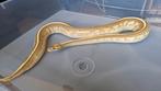 Butter gravel specter, Dieren en Toebehoren, Slang