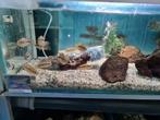 Cichlasoma Salvini Cichliden, Dieren en Toebehoren, Vissen | Aquariumvissen, Vis, Zoetwatervis
