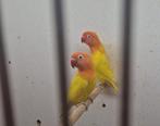 Te koop jonge fischeri, Dieren en Toebehoren, Geslacht onbekend, Dwergpapegaai of Agapornis