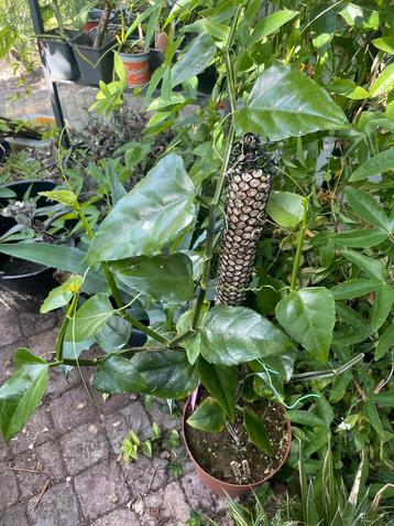 Zeldzaam! cissus quadrangularis beschikbaar voor biedingen