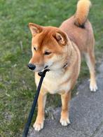 Dekreu €230, Dieren en Toebehoren, Honden | Dekreuen, Rabiës (hondsdolheid), Reu, Eén hond, 3 tot 5 jaar