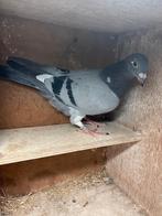 Postduif pieper, Dieren en Toebehoren, Postduif