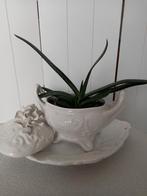 Een prachtige rozen pot met echte plant, Ophalen of Verzenden