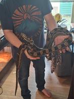 Boa man ruilen tegen boa man, Dieren en Toebehoren, Slang, 3 tot 6 jaar