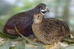 Chinese Dwergkwartels, Dieren en Toebehoren, Meerdere dieren, Overige soorten