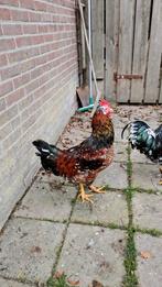 Zweedse bloemkiphanen, haan, Dieren en Toebehoren