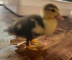 Gezocht : eenden pulletje. Begin September., Dieren en Toebehoren, Geslacht onbekend