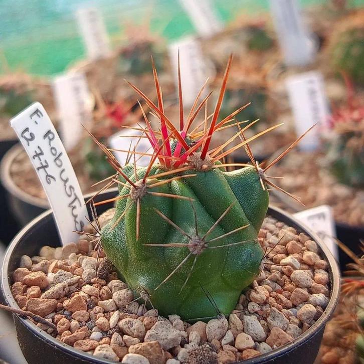 ferocactussen cactussen cactus, Huis en Inrichting, Kamerplanten, Cactus, Minder dan 100 cm, Bloeiende kamerplant, Volle zon, Ophalen of Verzenden