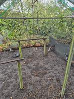 Aangeboden Ladyemherts fazanten koppel en een Haan, Dieren en Toebehoren, Pluimvee, Meerdere dieren