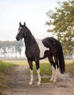 Bloedmooie 3 jarige merrie, Dieren en Toebehoren, Paarden, Merrie, Springpaard, Minder dan 160 cm, Gechipt