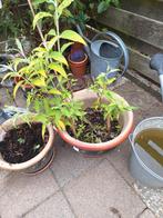 Gratis vlinderstruiken zonder pot, Tuin en Terras, Planten | Tuinplanten, Ophalen, Zomer, Overige soorten, Volle zon