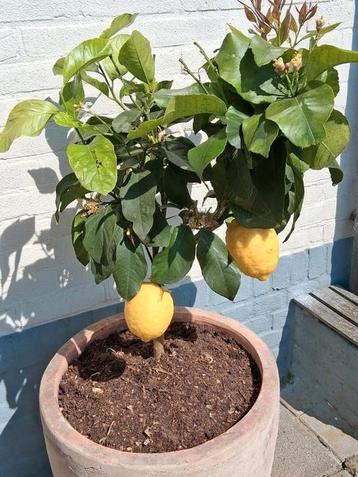 Citrus bomen in terracotta pot  beschikbaar voor biedingen