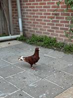 Duiven, Dieren en Toebehoren, Vogels | Duiven, Mannelijk, Overige soorten