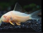 GEZOCHT volwassen albino corydora man, Dieren en Toebehoren, Vissen | Aquariumvissen, Zoetwatervis, Schoolvis, Vis