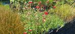 vaste planten en siergrassen, Tuin en Terras, Planten | Tuinplanten, Ophalen, Zomer, Overige soorten