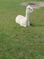 Mooie witte alpaca  merrie, Dieren en Toebehoren, Overige Dieren, Vrouwelijk, Voor 1 juli 2024