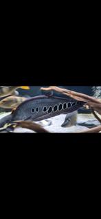 Clown knife fish (mesvis) +-35/40cm, Dieren en Toebehoren, Vis