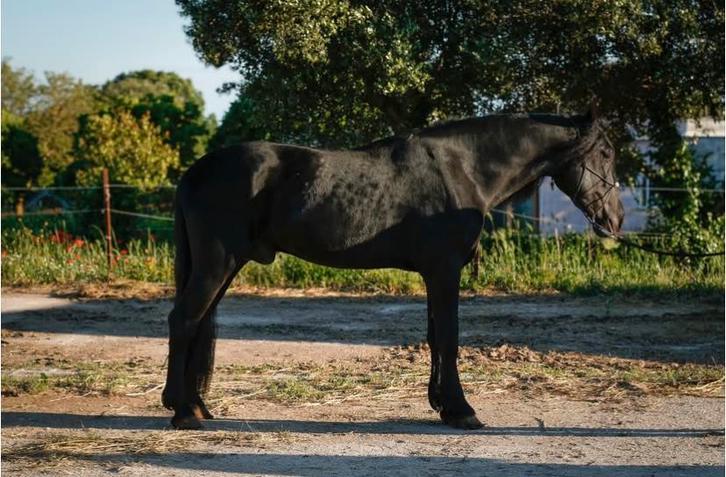 Uitzonderlijk MURGESE paarden te koop!, Dieren en Toebehoren, Paarden en Pony's | Verzorgingsproducten, Zo goed als nieuw, Ophalen of Verzenden