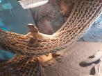 Baardagaam Pogona vitticeps red, Dieren en Toebehoren, Reptielen en Amfibieën, Hagedis, Met terrarium, 0 tot 2 jaar