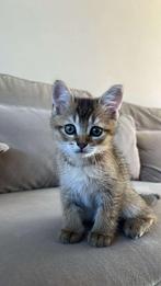 Britse kort haar, Dieren en Toebehoren, Katten en Kittens | Raskatten | Korthaar, Kater, Ontwormd, 0 tot 2 jaar