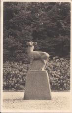 Hoenderloo de hoge veluwe hert oude ansichtkaart ( 8137 ), Ophalen of Verzenden, Voor 1920, Gelopen, Gelderland