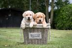 Labrador Retriever pups, Dieren en Toebehoren, Rabiës (hondsdolheid), 8 tot 15 weken, Labrador retriever, Meerdere
