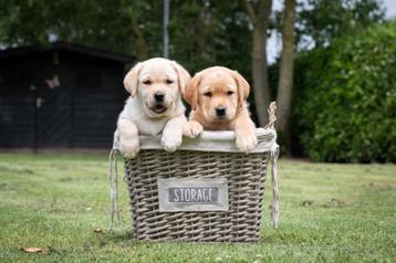 Labrador Retriever pups beschikbaar voor biedingen