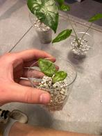 Alocasia met lichte varigata, Overige soorten, In pot, Minder dan 100 cm, Groene kamerplant