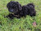 Toy poedel pup 1 teefje, Poedel, Parvo, 8 tot 15 weken, Meerdere