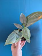 Philodendron Silver Queen en Philodendron Silver Sword stek, Huis en Inrichting, Kamerplanten, Ophalen of Verzenden, Halfschaduw