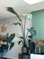 Strelitzia plant groot, Ophalen, Overige soorten